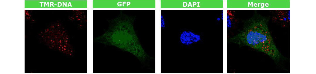 4D-nucleofector核轉儀轉染GFP質(zhì)?焖俦磉_
