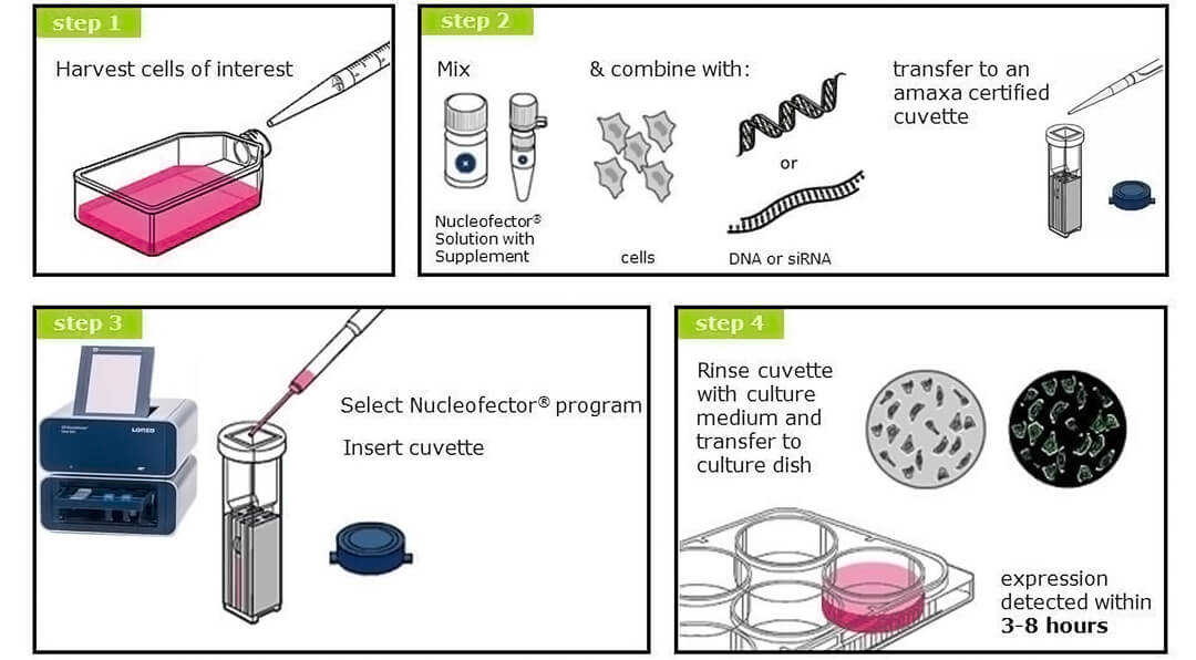 4d-nucleofector核轉染儀操作實(shí)驗流程