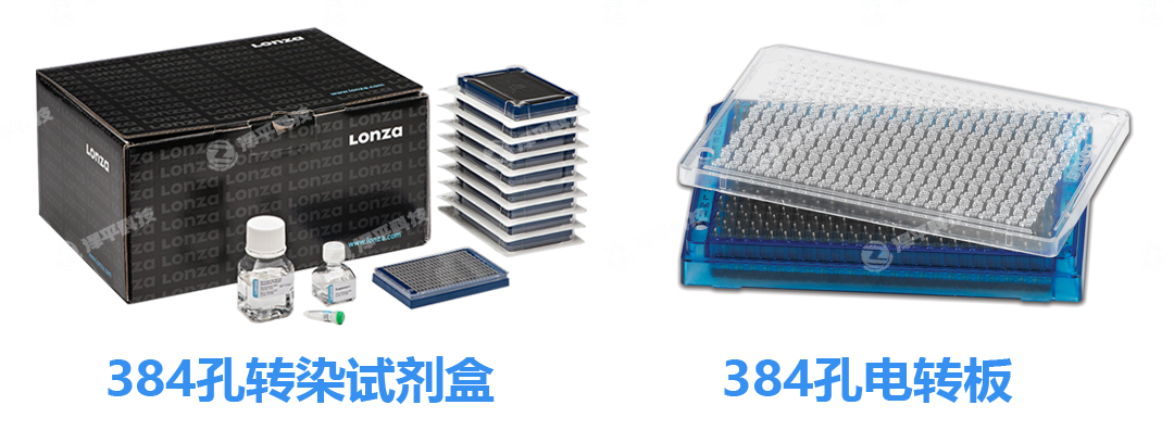Lonza Nucleofector 384孔轉染試劑盒 北京澤平