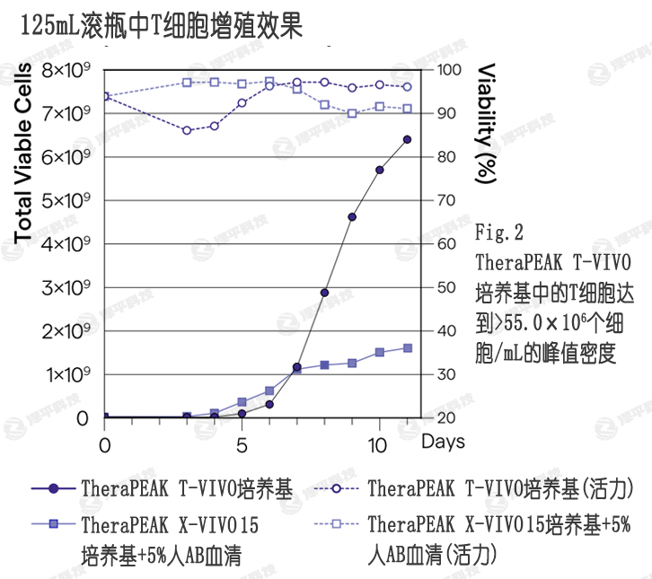 T-VIVO培養基比添加血清的X-VIVO 15培養基,提供更高的細胞產(chǎn)量和活性 北京澤平