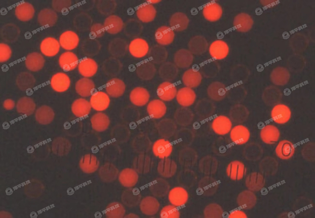 Thermo Scientific Cyto-Plex羧基修飾微粒代理商 北京澤平