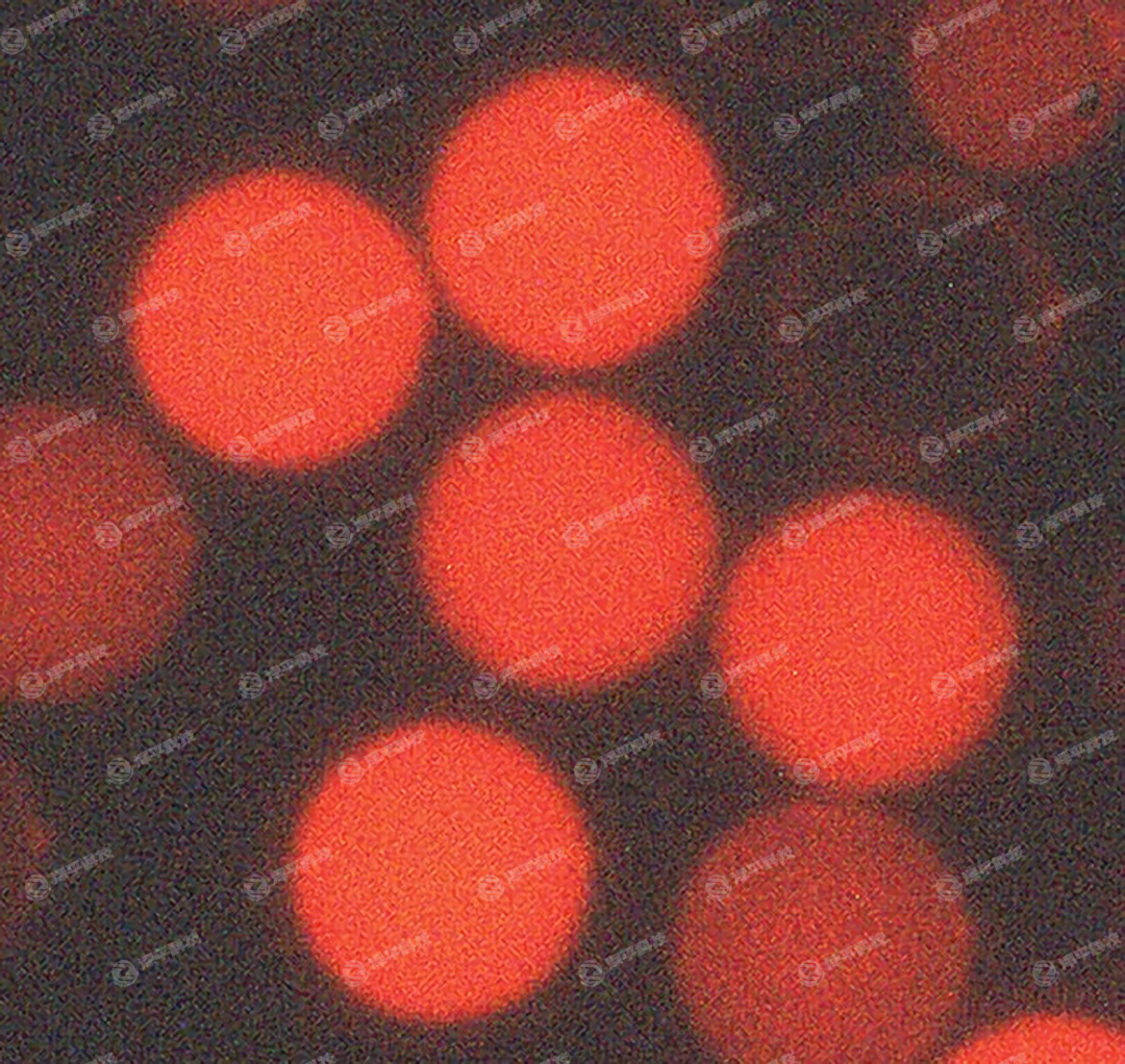 Thermo Scientific Fluoro-Max鏈霉素親和素包被熒光微球代理商 北京澤平