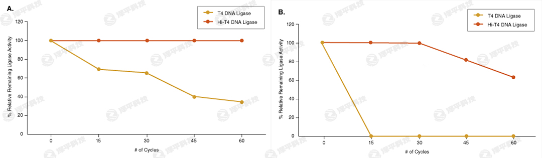 NEB Hi-T4 ͟DNABø Hi-T4 DNA Ligase؛̖M2622  ̱ƽ
