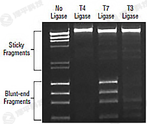 NEB T7 DNA Bø T7 DNA Ligase؛̖M0318 ̱ƽ