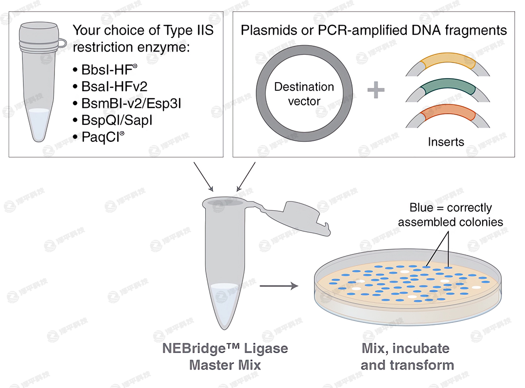 NEBridgeBøAҺ NEBridge Ligase Master Mix؛̖M1100 ̱ƽ